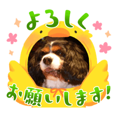 [LINEスタンプ] キャバリアのぽーちゃん