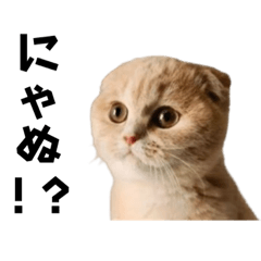 [LINEスタンプ] ぼやくニャン