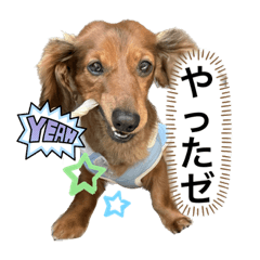 [LINEスタンプ] カニンヘン兄弟2