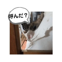 [LINEスタンプ] LunaとSissyの田舎猫生活