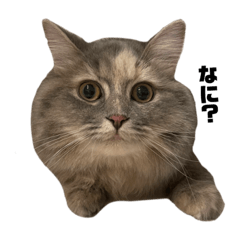 [LINEスタンプ] いわしの日常。