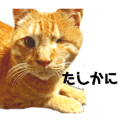 [LINEスタンプ] ねこさん(ひたすら肯定編)