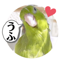 [LINEスタンプ] マメルリハ達5