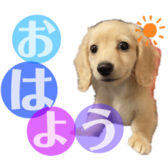 [LINEスタンプ] ミニチュアダックスのルイくん