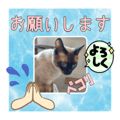 [LINEスタンプ] 愛しのニャンズスタンプ⑦