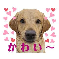 [LINEスタンプ] フォックスレッド·ラブラドール1Foxredlab