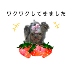 [LINEスタンプ] ヨーキーモカ(とミント＆チャイ)⑤