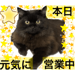 [LINEスタンプ] 黒猫 ルナ院長31にゃんめの画像（メイン）