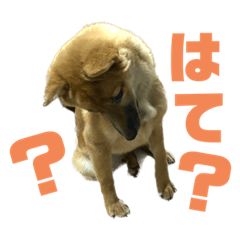 [LINEスタンプ] つつじちゃんスタンプ