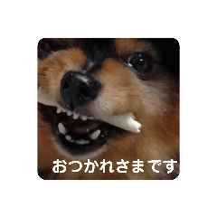 [LINEスタンプ] 西瓜丸 挨拶スタンプ