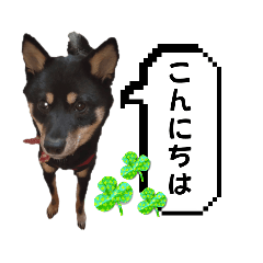 [LINEスタンプ] 黒豆柴のらんちゃん2304