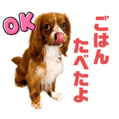 [LINEスタンプ] キャバリアのほく 〜毎日のくらし編〜