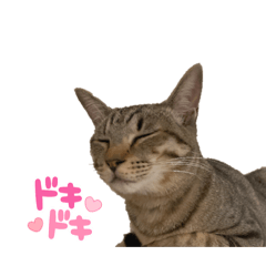 [LINEスタンプ] キジトラのエマ