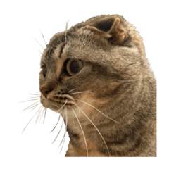 [LINEスタンプ] K.nyans