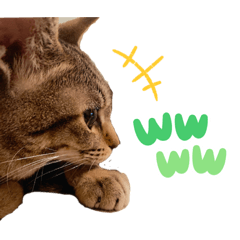[LINEスタンプ] キジトラ猫のエマ