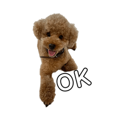 [LINEスタンプ] Toy poodle Stella！