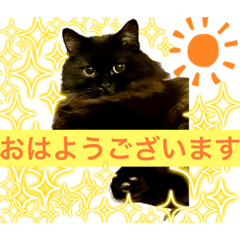 [LINEスタンプ] 黒猫 ルナ院長36にゃんめの画像（メイン）