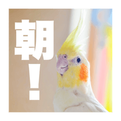 [LINEスタンプ] オカメインコ「こゆきちゃん」の朝