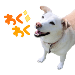 [LINEスタンプ] ラブ柴のらぶたん♡の画像（メイン）