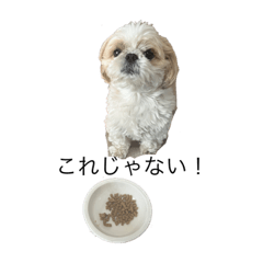 [LINEスタンプ] シーズー(まめごろう)