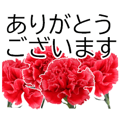 [LINEスタンプ] *花*カーネーション ていねいVer.