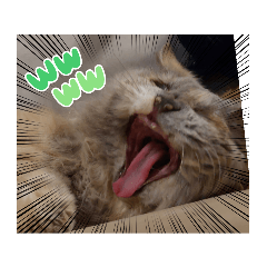 [LINEスタンプ] 麗しのネコ