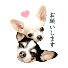 [LINEスタンプ] 京＆ルナ すたんぷ