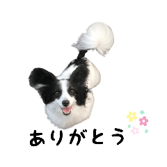 [LINEスタンプ] パピヨンのジャッキー①