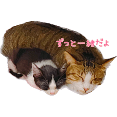 [LINEスタンプ] まきちゃんの日常に使えるスタンプ