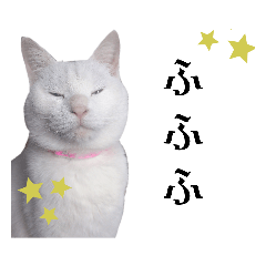 [LINEスタンプ] 猫のしろちゃんver2