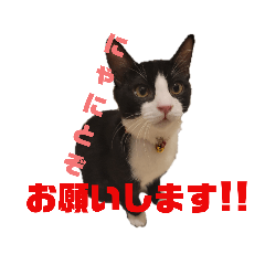 [LINEスタンプ] ハチワレぼくちん【日常で使える】