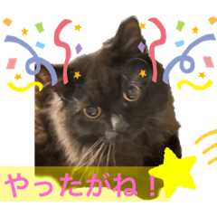 [LINEスタンプ] 黒猫 ルナ院長43にゃんめの画像（メイン）