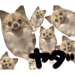 [LINEスタンプ] きちそらスタンプ