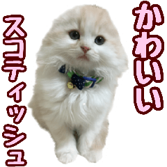 [LINEスタンプ] 可愛いスコティッシュ