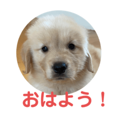 [LINEスタンプ] ゴールデンレトリバーらむ