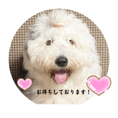 [LINEスタンプ] solve株②