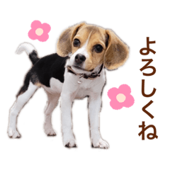 [LINEスタンプ] COCO little beagle