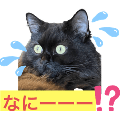 [LINEスタンプ] 黒猫 ルナ院長46にゃんめ