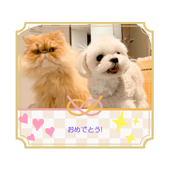 [LINEスタンプ] マリサニ 仲良しわんにゃん姉弟の画像（メイン）