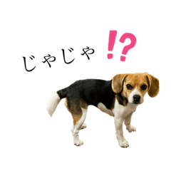 [LINEスタンプ] COCO little beagle 2