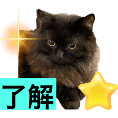 [LINEスタンプ] 黒猫 ルナ院長48にゃんめの画像（メイン）