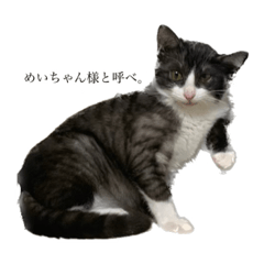 [LINEスタンプ] アタシのめいちゃん