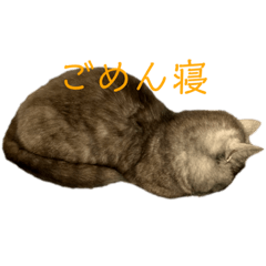 [LINEスタンプ] さなだ家スタンプ2