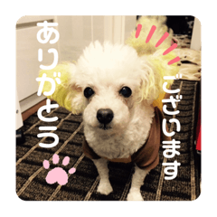 [LINEスタンプ] トイプードルのポプリ