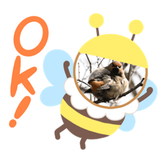[LINEスタンプ] 悠芽の鳥日記 レンジャク編