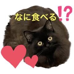 [LINEスタンプ] 黒猫 ルナ院長50にゃんめ