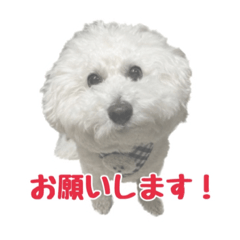 [LINEスタンプ] ビションフリーゼのチップちゃん
