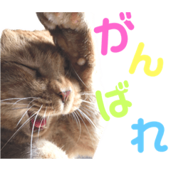 [LINEスタンプ] 茶トラ猫のデカ文字スタンプ 犬 うさぎ♪