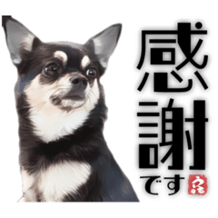 [LINEスタンプ] チワワのうるるスタンプ⑤
