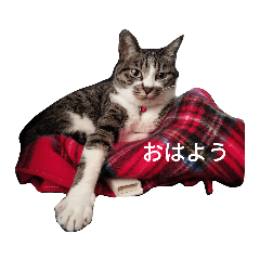 [LINEスタンプ] ミーコ①